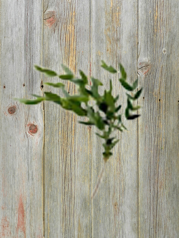 PARVIFOLIA EUCALYPTUS